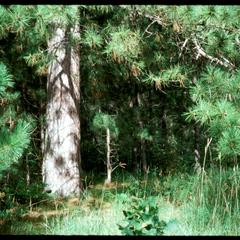 Open grown Pinus resinosa