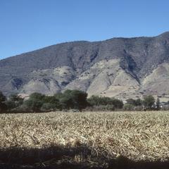Corn fields and arid hills being "converted"