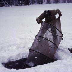 Bill Tonn lifting a fyke net through the ice