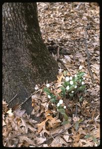 Bloodroot in bloom in Gallistel Woods, University of Wisconsin Arboretum