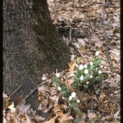 Bloodroot in bloom in Gallistel Woods, University of Wisconsin Arboretum