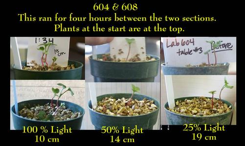 Phototropism - results from a lab exercise