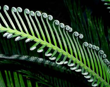 Circinate vernation of a young leaf of Cycas revoluta
