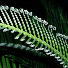 Circinate vernation of a young leaf of Cycas revoluta