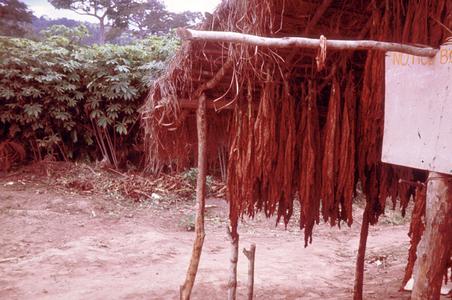 Tobacco Drying Under Eaves of House