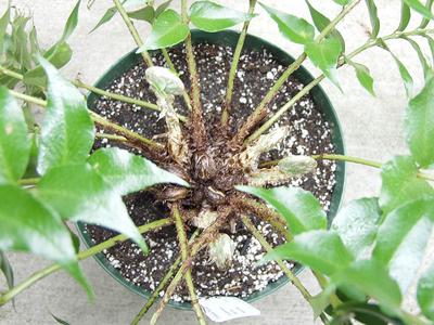 Holly fern, Cyrtomium falcatum