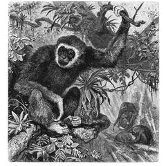 Gibbon Print
