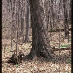 Acer saccharum trunk in Kurtz Woods, State Natural Area