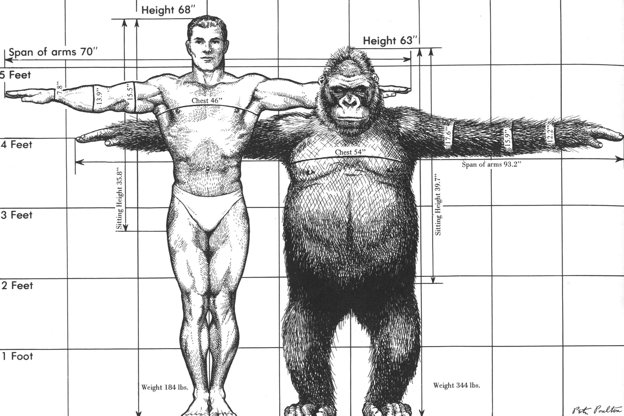 ‎gorilla Human Comparison Print Uwdc Uw Madison Libraries 