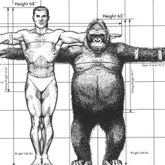 Gorilla-Human Comparison Print