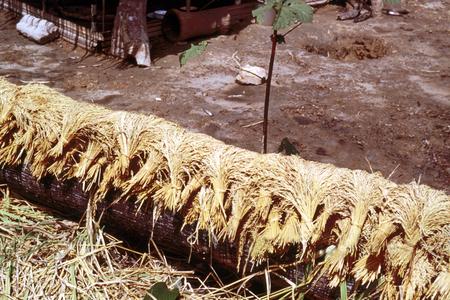 Harvested Rice Drying in Bundles