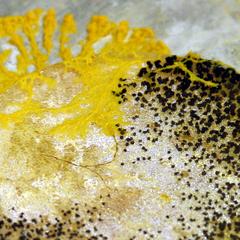 Plasmodium and sporangia of a plasmodial slime mold