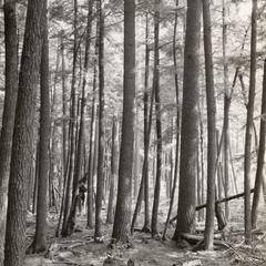 Hemlock forest