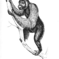 Orang outan vieux (Very old male orangutan)