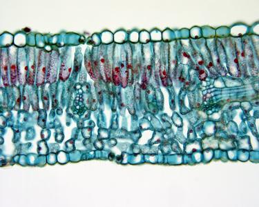 Cross section of a lilac leaf
