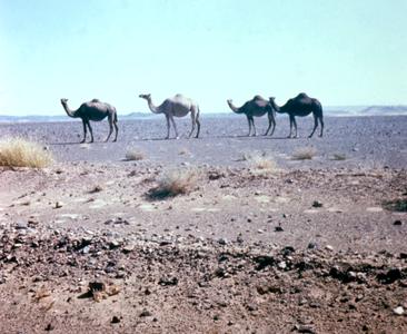 Camels Near Ksaresisouk in the Ziz Valley in Southern Morocco