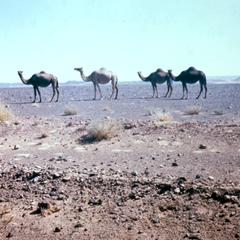 Camels Near Ksaresisouk in the Ziz Valley in Southern Morocco
