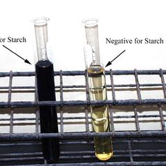 Test for starch using iodine