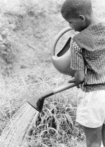 Boy Watering crops at Mr Dauda's Experimental Farm