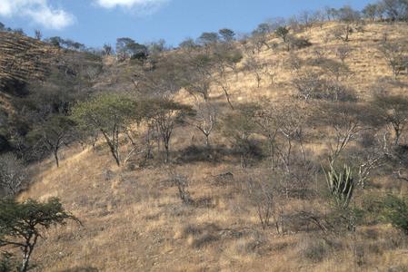 Thorn savanna, valley of Río Motdyera