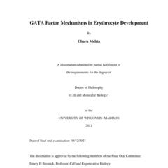 GATA Factor Mechanisms in Erythrocyte Development
