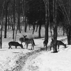 Winter deer feeding