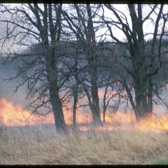 Prairie fire with savannah oaks, Curtis Prairie, University of Wisconsin Arboretum