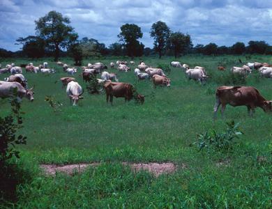 N'dama Cattle Grazing During the Rainy Season