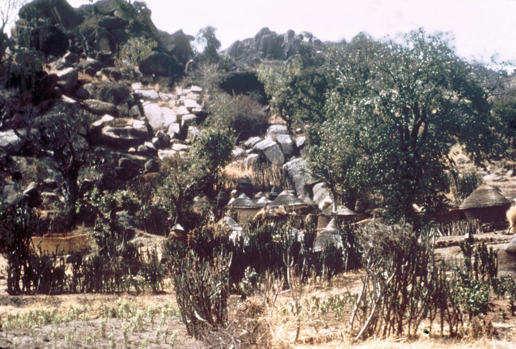 Cactus Fence in Village near Mubi
