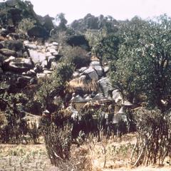 Cactus Fence in Village near Mubi