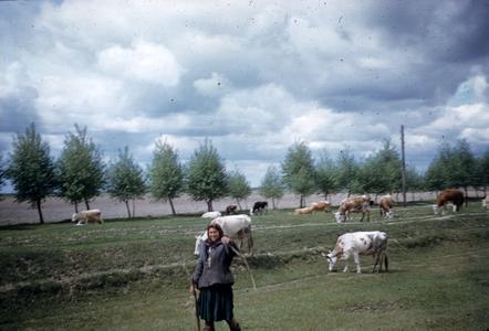 Woman and cattle