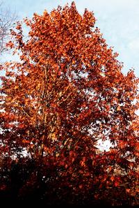 Fall foliage of northern red oak