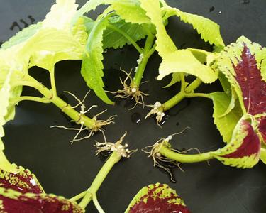 Root formation in Coleus cuttings after two weeks - no auxin applied
