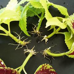 Root formation in Coleus cuttings after two weeks - no auxin applied