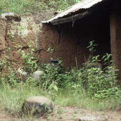 Building surrounded by vegetation in Idanre