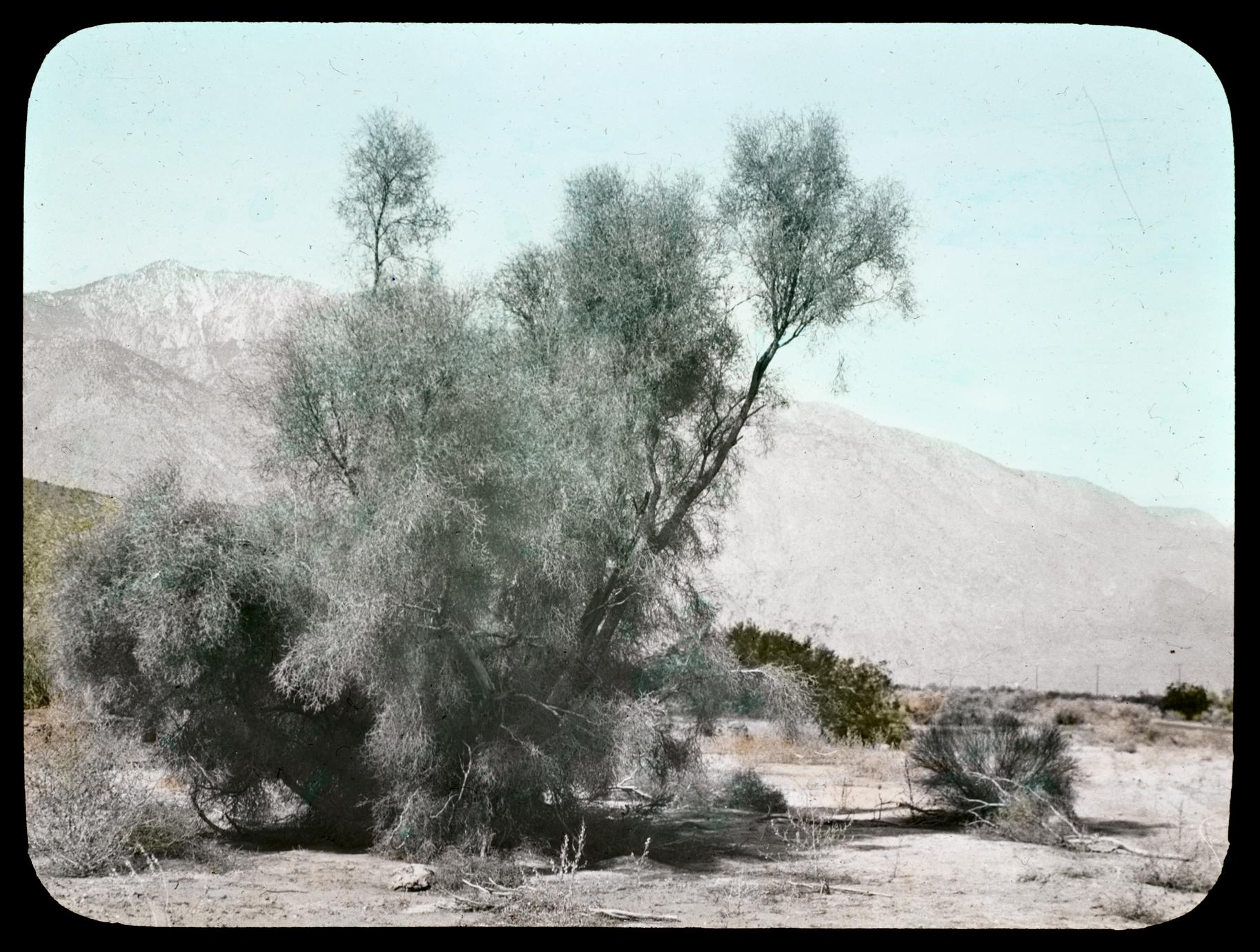 Smoke tree near Palm Springs, California
