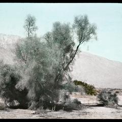 Smoke tree near Palm Springs, California