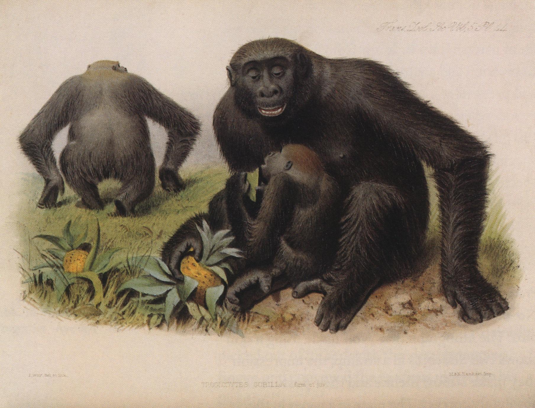 Gorilla Family Print
