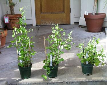 Genetically dwarf plants of pea - the two plants on the left were treated with GA with the one on the left receiving 10x the dose of the one in the middle. The plant on the right is untreated (the control).