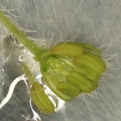 Acer saccharum dissected male flower with underdeveloped pistil