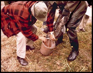 Arthur Hasler stripping male salmon milk