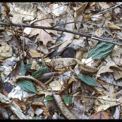 Aplectrum hyemale - winter