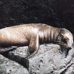 Galápagos Sea Lion (Zalophus wollebaeki)