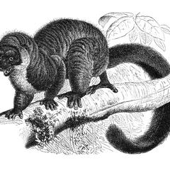 Mongoose Lemur Print