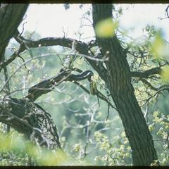 Pilot black snakes in tree, Ridgeland