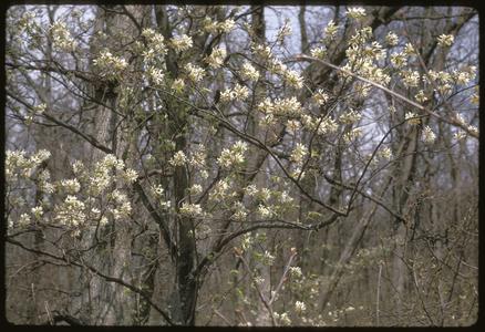 View of shadbush in bloom, Madison School Forest