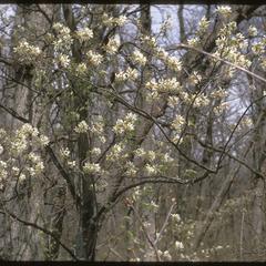 View of shadbush in bloom, Madison School Forest