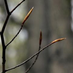 Dormant twigs of beech