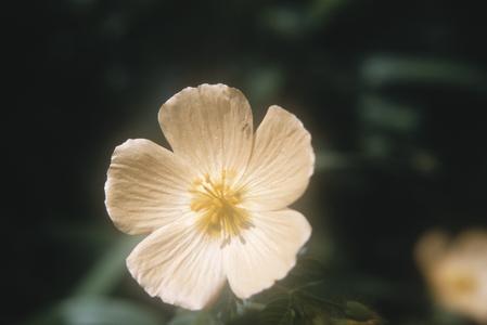 Close-up of Zygophyllaceae flower, Río Armenia