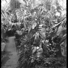 Z. G. Simmons greenhouse interior -January
